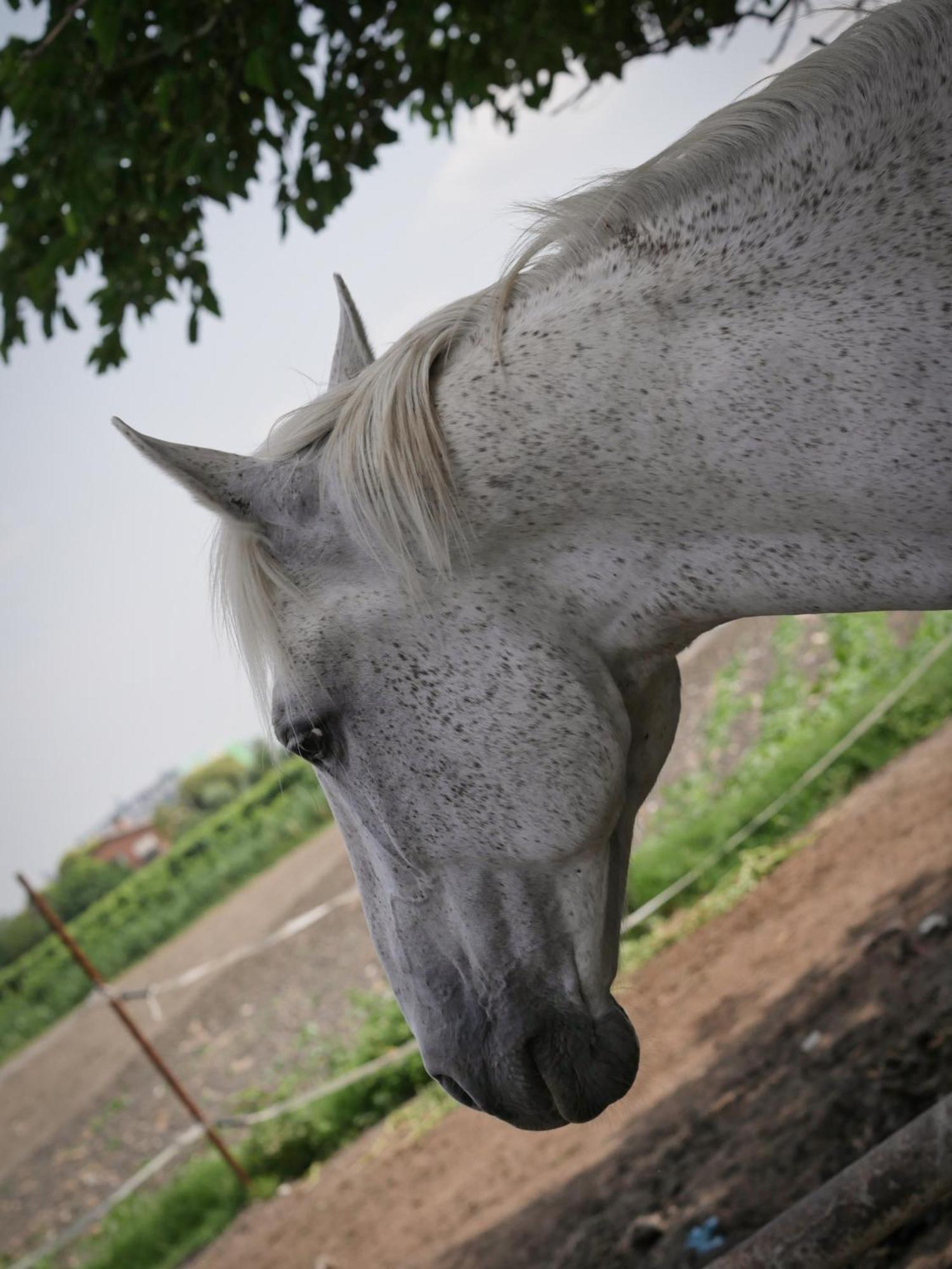Country house Quadrifoglio Relax *